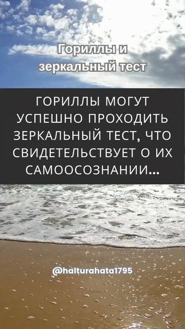 Факт о гориллах смотреть онлайн