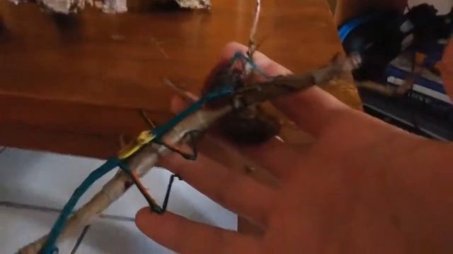 Achrioptera fallax - femelle en colère смотреть онлайн