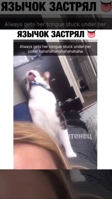 ЯЗЫК ЗАСТРЯЛ😂😂😿😿😿 смотреть онлайн