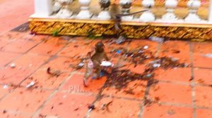 So sad...Poor baby monkey SARO fall down 5m because he upset with his mom SARIKA.