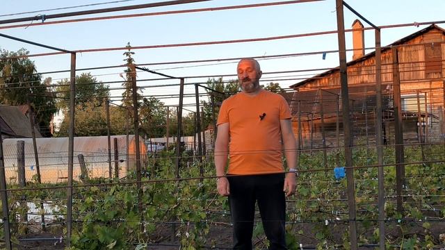 КАК защитить виноградник от ЗАМОРОЗКОВ! смотреть онлайн