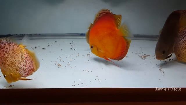 LEOPARD, Eruption and RED Discus in my AQUARIUM смотреть онлайн