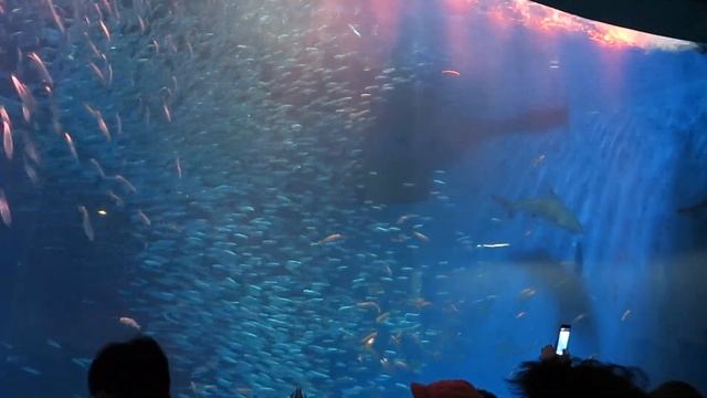 名古屋港水族館マイワシのトルネード смотреть онлайн