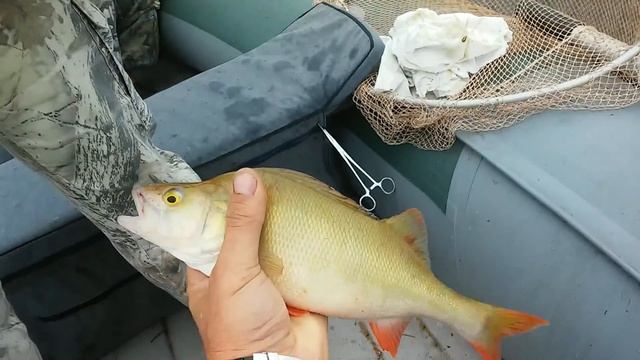 Рыбалка на лодке СВ-390-МК смотреть онлайн