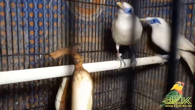 DULU HARGA SULTAN SEKARANG HARGA OMBYOKAN!!!CEK HARGA BURUNG TERBARU DIPASAR BURUNG PRAMUKA HARI IN смотреть онлайн