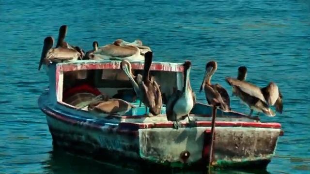 A boat full of pelicans in Havana Cuba смотреть онлайн