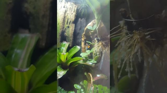 Ranitomeya Fantastica true nominal смотреть онлайн