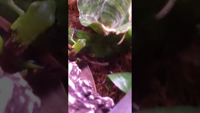 Poison dart frog feeding смотреть онлайн