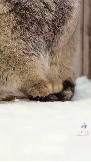 най Толстой кіт якого я бачив 🐈🐱🐱 або це рись або Кот! смотреть онлайн