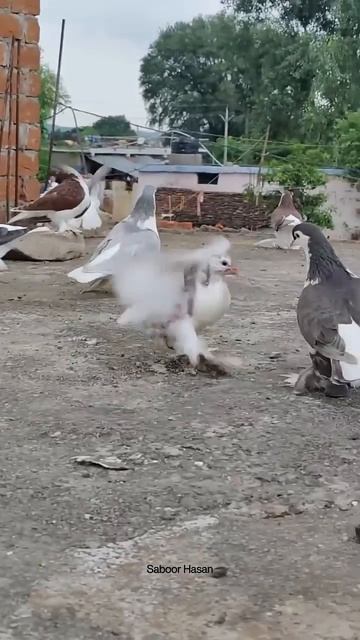 Silver SHIRAZI Pigeon Feeding Their Baby Pigeon 😍 #kabutar #shorts смотреть онлайн