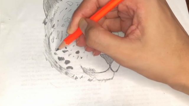 How to draw a tiger |animal drawing tutorial step by step смотреть онлайн