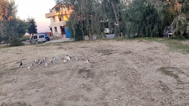 YANLIŞ ADAMA ÇATTI !! ALİ RIZA BÜLENTİ KENDİ TUZANA DÜŞÜRDÜ.DAMIZLIK ERKEĞİNİ KAYBETTİ.
