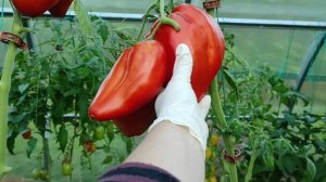 Мой фаворит сезона 2023! Томат Древнее сердце Акви Терме ( Cuore Antico di Aqui Terme). 🍅👍