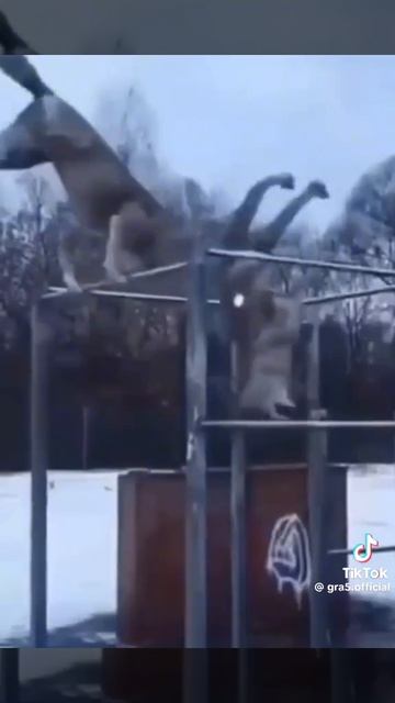 волк мой брат