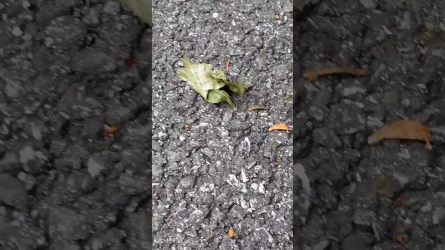 CANDID WILDLIFE Bumble Bee PLAYING WITH LEAF. ODD VIDEOS смотреть онлайн