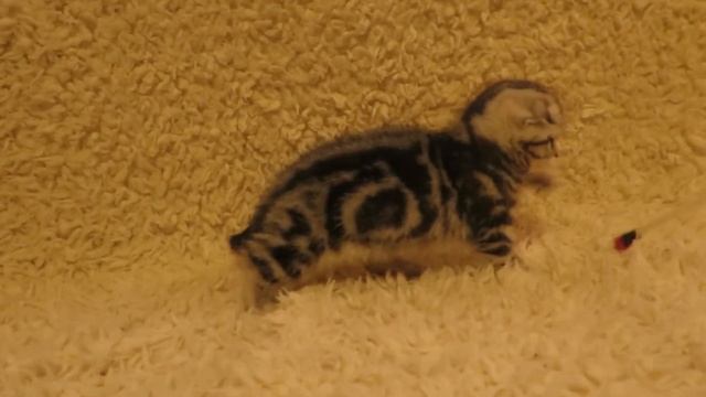 Шотландский вислоухий. Питомник Korleonis смотреть онлайн