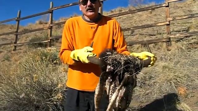 Rotting buffalo skull in our backyard смотреть онлайн