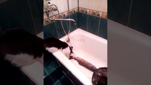 Кот - Фёдор на рыбалке смотреть онлайн