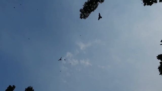 Киевские светляки 01.08.21г Киев/pigeons ШВН смотреть онлайн