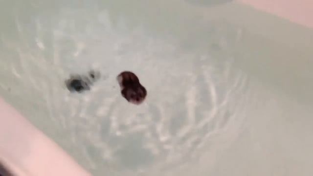 Плавающий хомяк Максик Swimming hamster Max смотреть онлайн