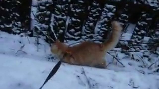 Похождения кота Васяндрия на улице смотреть онлайн