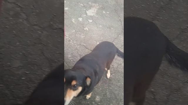 Сонечка кушает сосиски смотреть онлайн