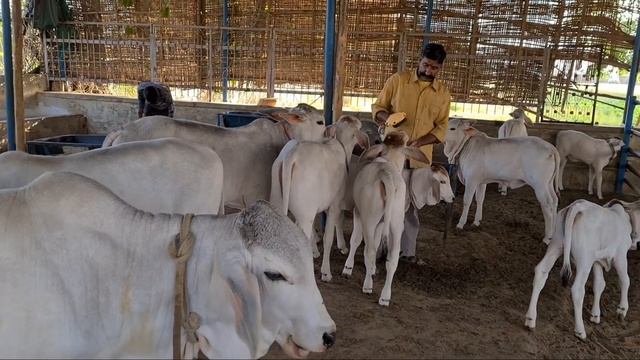 Best Calf Of Tharparkar Cow Breed (1 To 3 Month)👍
