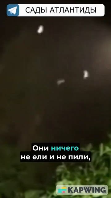АНОМАЛЬНАЯ ЗОНА В ИНДИИ В ДОЛИНЕ ДЖАТИНГА Почему там рождаются дети со сверхспособностями Птицепад