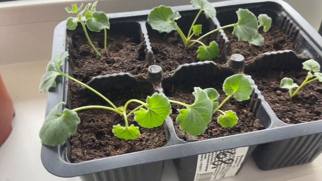 Как себя чувствует петуния с огурцами. Начеренковала кампанулу. смотреть онлайн