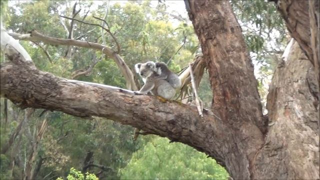 Amazingly Cute Koala and Baby! смотреть онлайн