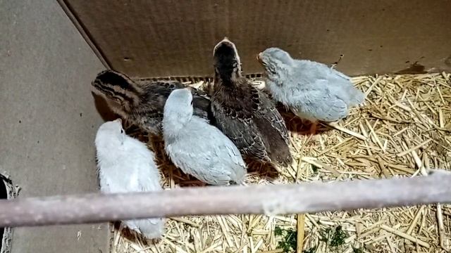 Цисарка жужалари 5кунлик смотреть онлайн