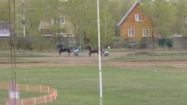 1 Раменский ипподром 07.05.2021 - кв. з. - Лошади рожд. 2018 и 2017гг. рысистых пород