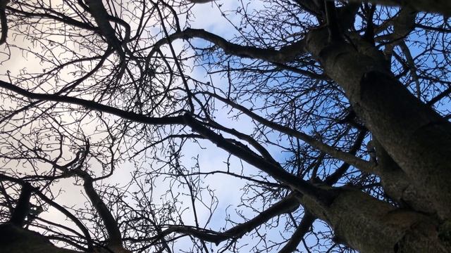 Whitebeam - canopy - December 2021 смотреть онлайн