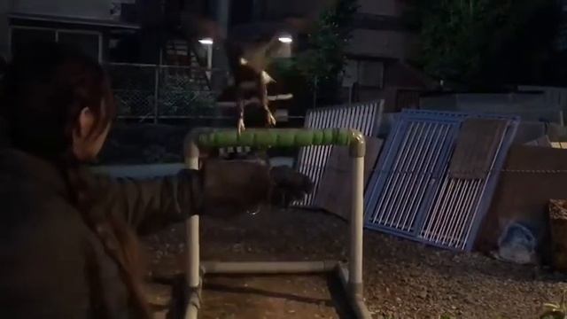 ハリス君夜間訓練中（ノーザンみしま） смотреть онлайн