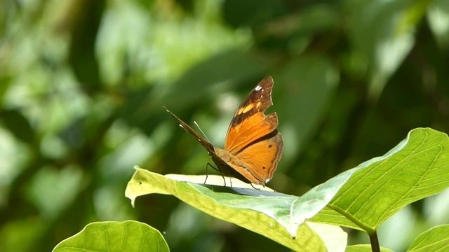 Doleschallia (bisaltide) polibete, Weda, Halmahera, Indonesia, 20 Aug 2014 смотреть онлайн