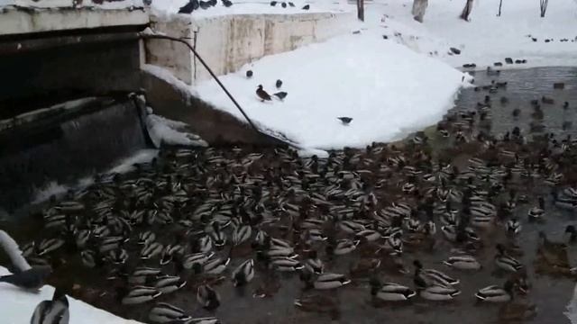 Нашествие диких уток...(Просто тьма) смотреть онлайн