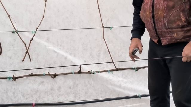 Как ОБРЕЗАТЬ виноград и подготовить его к зиме. смотреть онлайн