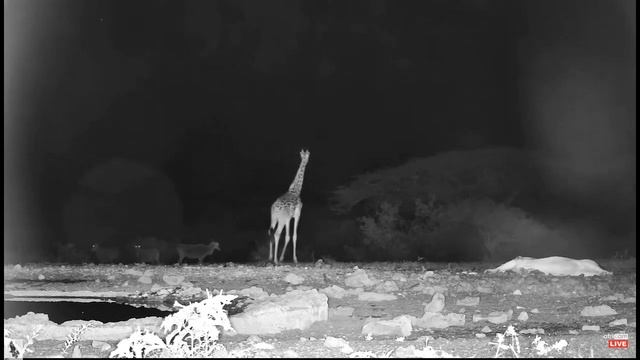ol Donyo Kenya ~ Standoff between Giraffe and Lion ~ Feb 3, 2023 смотреть онлайн