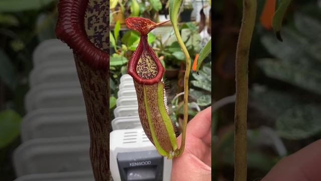 Hybrid spotlight: ({lowii x boschiana} x veitchii) x (spathulata x edwardsiana), SG, Nepenthesvibez смотреть онлайн