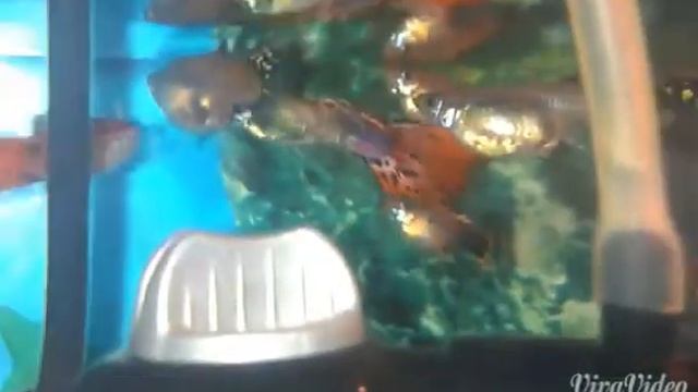 Наблюдения за аквариумом ЧАСТЬ 6 смотреть онлайн