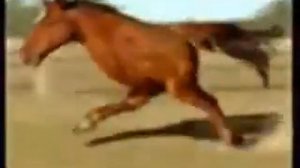 Человек лошадь