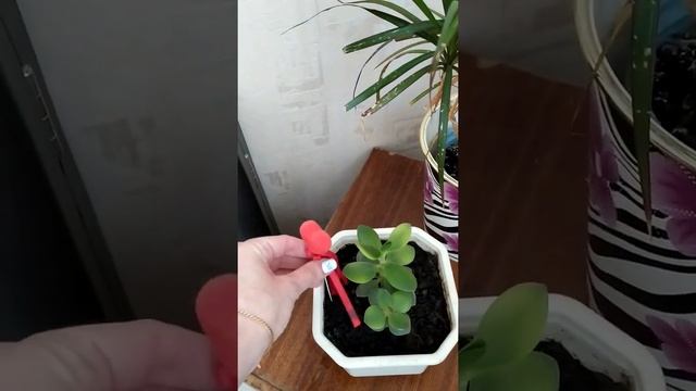 Маленький обзор моего жилища#привет Оксана#привет Ленка# смотреть онлайн