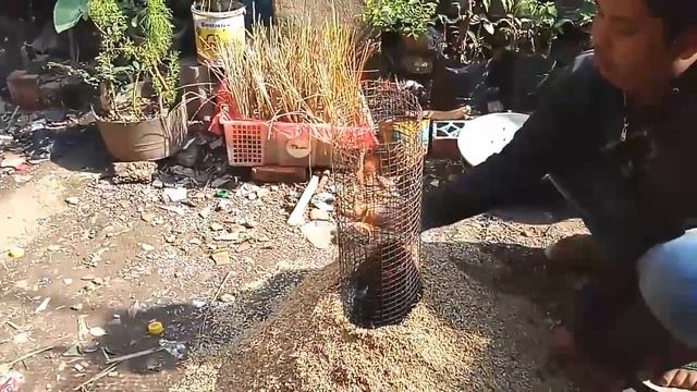 Membuat sekam bakar ( arang sekam) - bonsai project смотреть онлайн