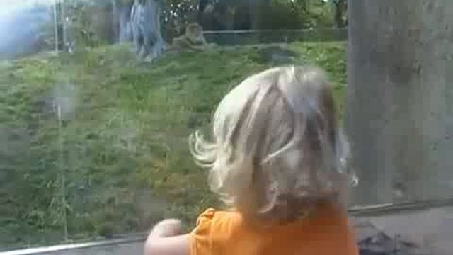 Лев напугал ребенка.flv смотреть онлайн