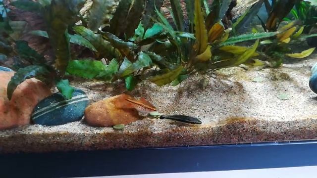 Titteya and Otocinclus смотреть онлайн