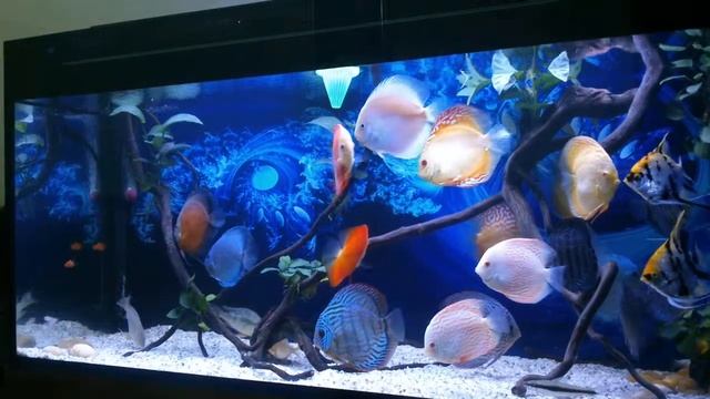 Life2good2live discus tank T8/2013 смотреть онлайн