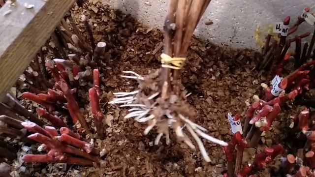 Самые простые и лучшие способы проращивания черенков