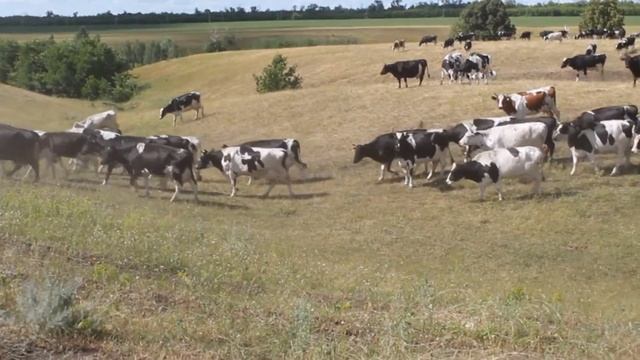 СПК им. Н.К. Крупской смотреть онлайн