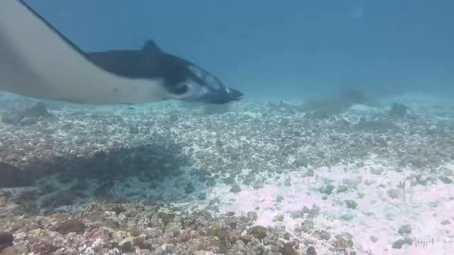 MIP-2019 Manta Safari смотреть онлайн