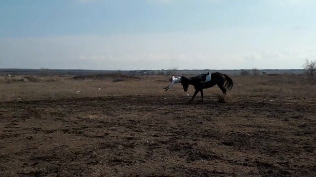 ЭТО НЕ КОБЫЛА- ЭТО БЕДА смотреть онлайн